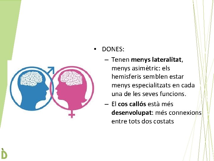  • DONES: – Tenen menys lateralitat, menys asimètric: els hemisferis semblen estar menys