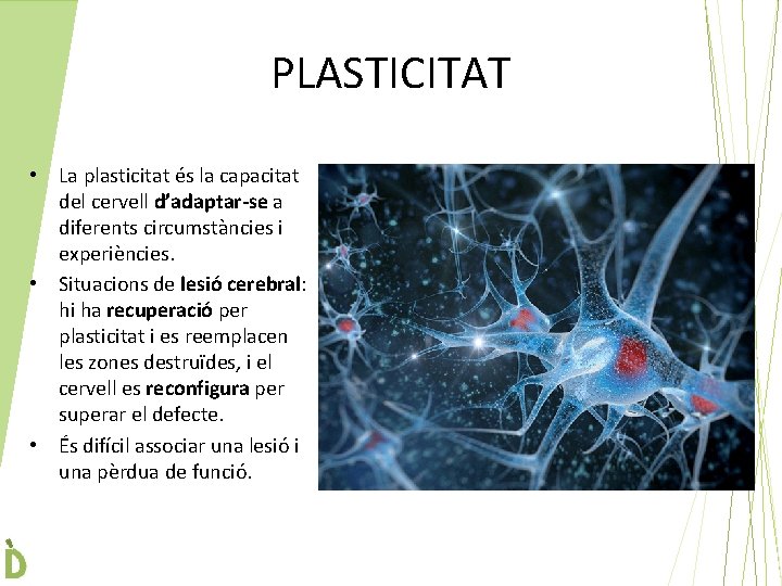 PLASTICITAT • La plasticitat és la capacitat del cervell d’adaptar-se a diferents circumstàncies i