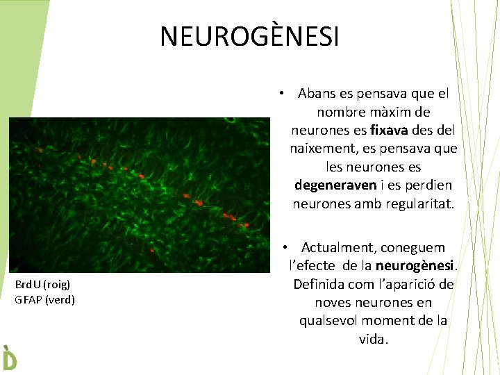 NEUROGÈNESI • Abans es pensava que el nombre màxim de neurones es fixava des NEUROGÈNESI • Abans es pensava que el nombre màxim de neurones es fixava des