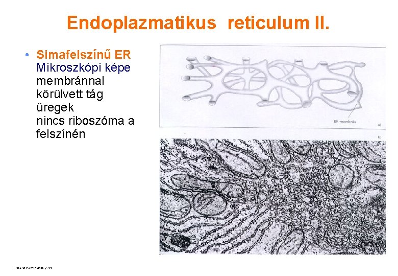 Endoplazmatikus reticulum II. • Simafelszínű ER Mikroszkópi képe membránnal körülvett tág üregek nincs riboszóma