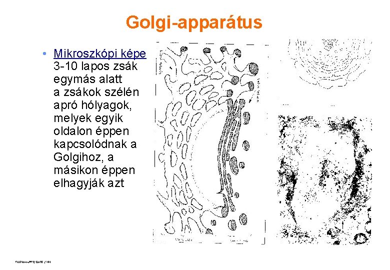 Golgi-apparátus • Mikroszkópi képe 3 -10 lapos zsák egymás alatt a zsákok szélén apró