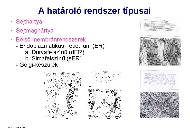 A határoló rendszer típusai • Sejthártya • Sejtmaghártya • Belső membránrendszerek - Endoplazmatikus reticulum