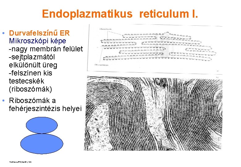 Endoplazmatikus reticulum I. • Durvafelszínű ER Mikroszkópi képe -nagy membrán felület -sejtplazmától elkülönült üreg