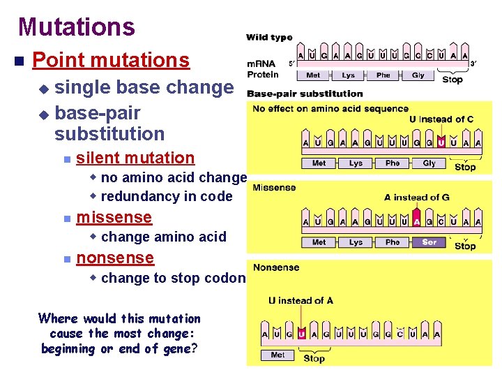 Mutations Point mutations single base change base-pair substitution silent mutation no amino acid change