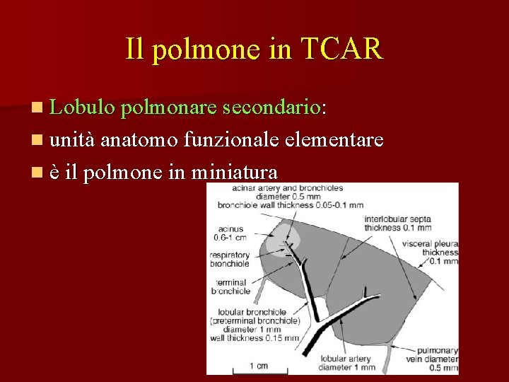 Il polmone in TCAR n Lobulo polmonare secondario: n unità anatomo funzionale elementare n