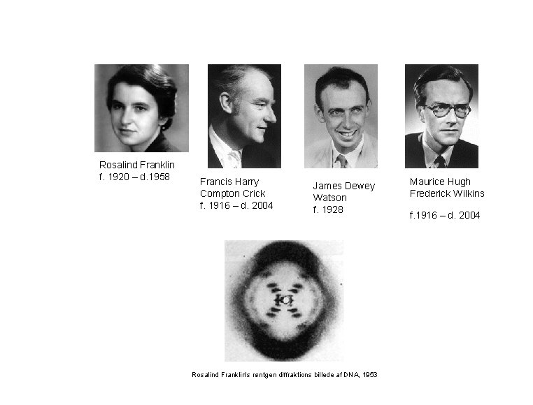 Rosalind Franklin f. 1920 – d. 1958 Francis Harry Compton Crick f. 1916 –