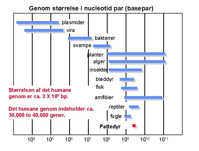 Genom størrelse i nucleotid par (basepar) plasmider vira bakterier svampe planter alger insekter bløddyr