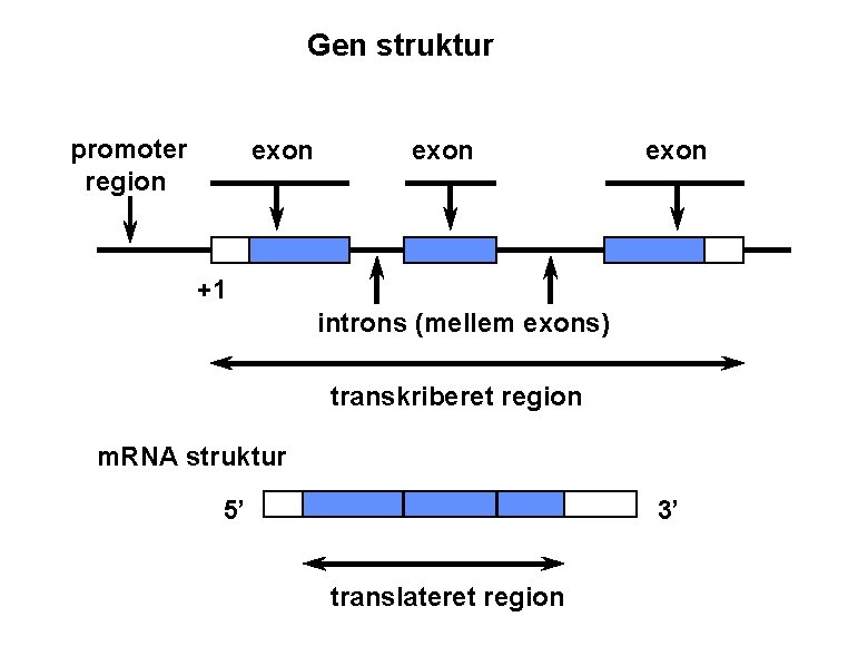 Gen struktur promoter region exon +1 introns (mellem exons) transkriberet region m. RNA struktur