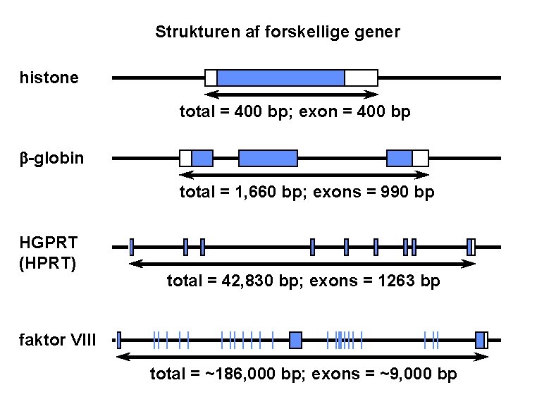 Strukturen af forskellige gener histone total = 400 bp; exon = 400 bp b-globin