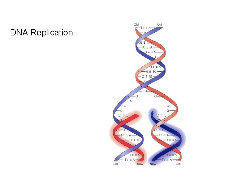 DNA Replication 