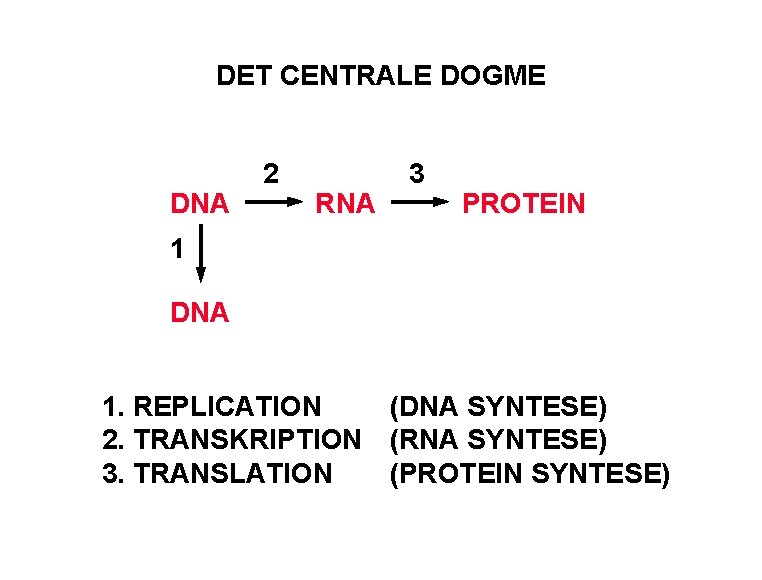 DET CENTRALE DOGME DNA 2 RNA 3 PROTEIN 1 DNA 1. REPLICATION (DNA SYNTESE)