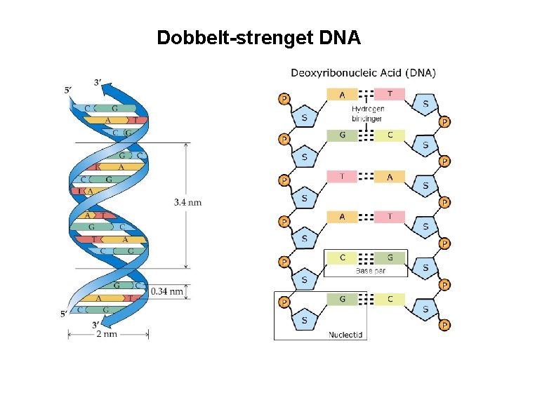 Dobbelt-strenget DNA 