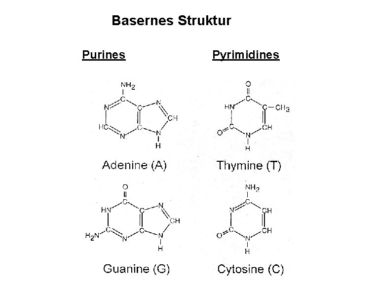 Basernes Struktur Purines Pyrimidines 
