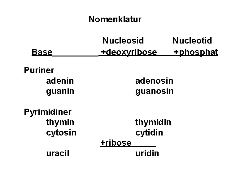 Nomenklatur Base Nucleosid +deoxyribose Nucleotid +phosphat Puriner adenin guanin adenosin guanosin Pyrimidiner thymin cytosin
