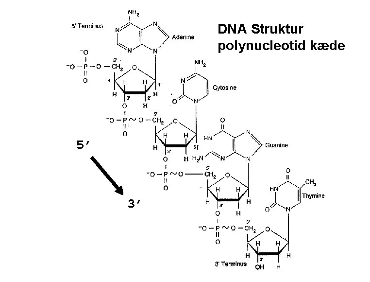 Structure of the DNAii). Struktur DNA double helix polynucleotid kæde 5’ 3’ • polynucleotide