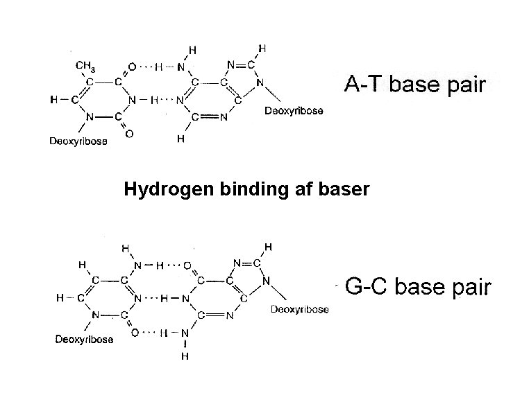 A-T base pair Hydrogen binding af baser G-C base pair Chargaff’s rule: The content