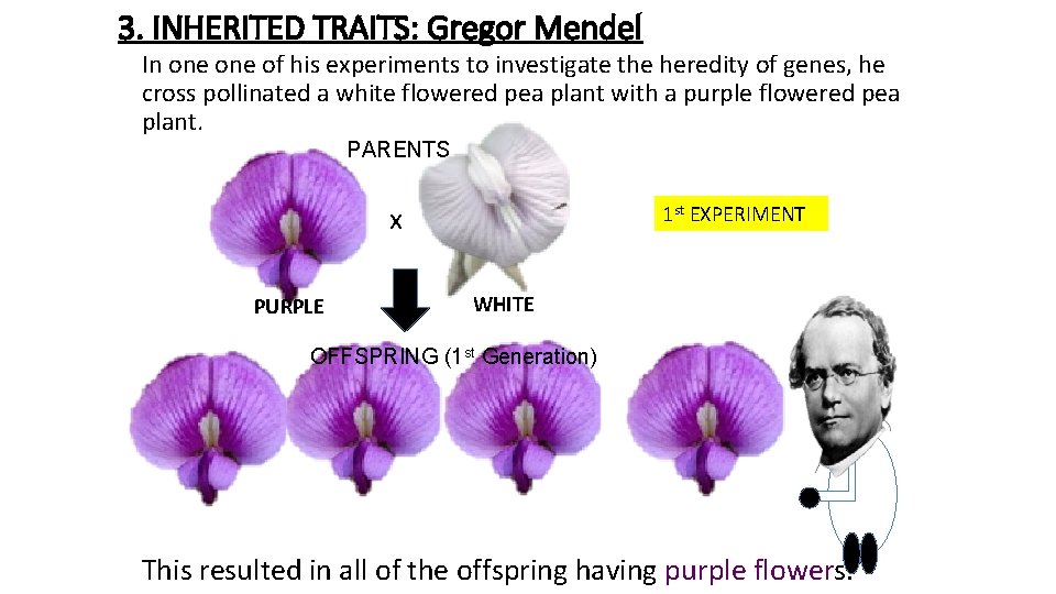 3. INHERITED TRAITS: Gregor Mendel In one of his experiments to investigate the heredity