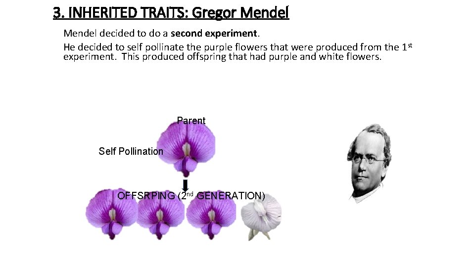 3. INHERITED TRAITS: Gregor Mendel decided to do a second experiment. He decided to