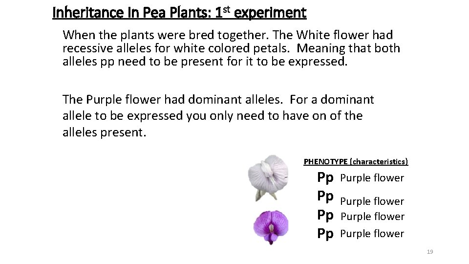 Inheritance In Pea Plants: 1 st experiment When the plants were bred together. The
