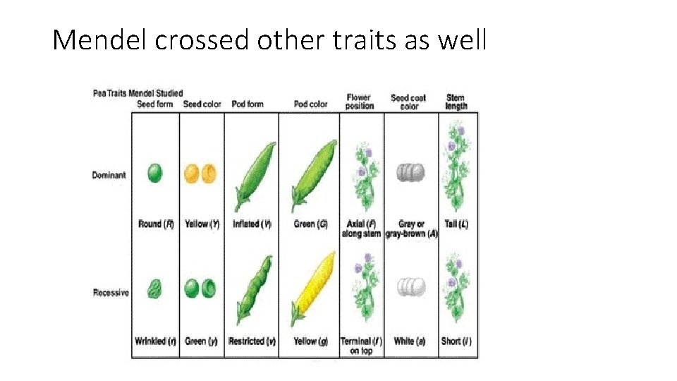 Mendel crossed other traits as well 