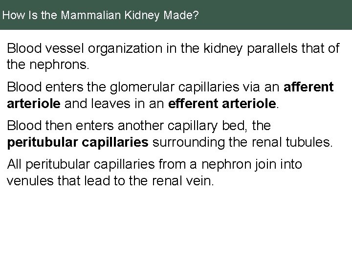 How Is the Mammalian Kidney Made? Blood vessel organization in the kidney parallels that