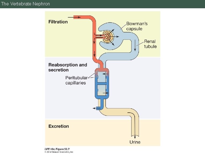 The Vertebrate Nephron The Vertebrate Nephron