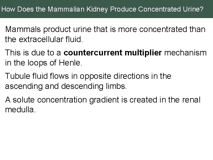 How Does the Mammalian Kidney Produce Concentrated Urine? Mammals product urine that is more