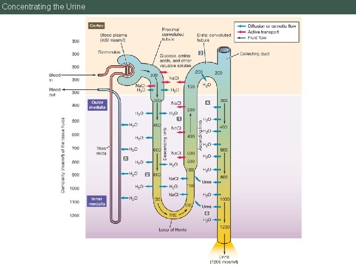 Concentrating the Urine 