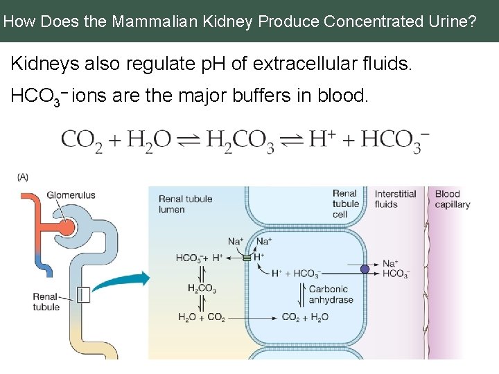 How Does the Mammalian Kidney Produce Concentrated Urine? Kidneys also regulate p. H of