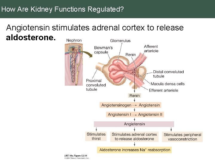 How Are Kidney Functions Regulated? Angiotensin stimulates adrenal cortex to release aldosterone. 