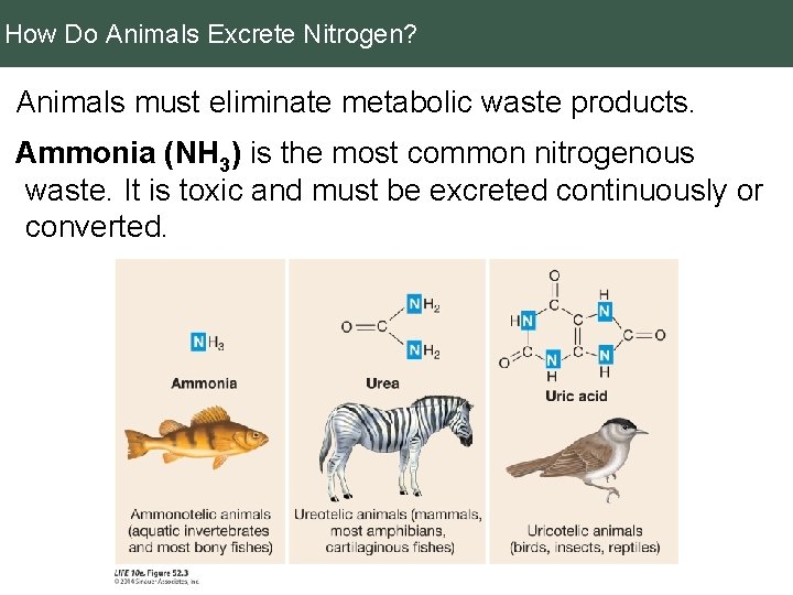 How Do Animals Excrete Nitrogen? Animals must eliminate metabolic waste products. Ammonia (NH 3)