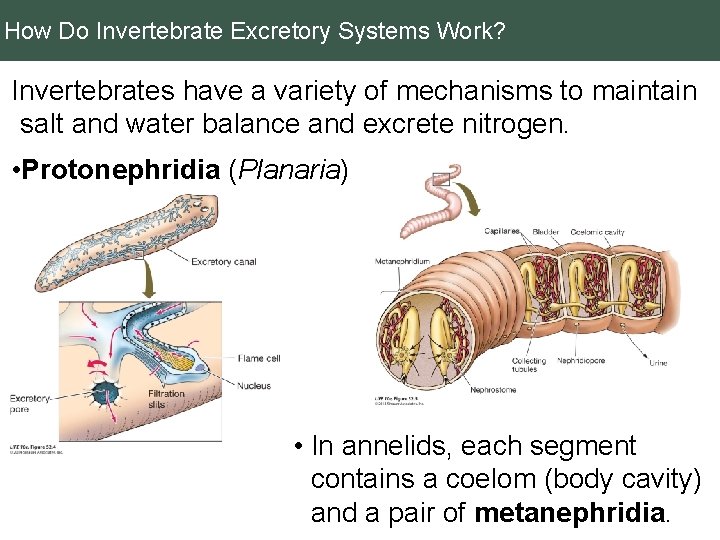 How Do Invertebrate Excretory Systems Work? Invertebrates have a variety of mechanisms to maintain