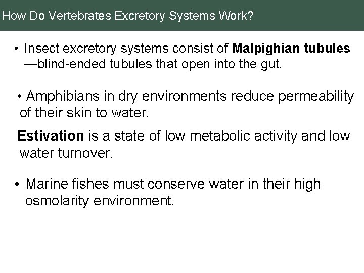 How Do Vertebrates Excretory Systems Work? • Insect excretory systems consist of Malpighian tubules