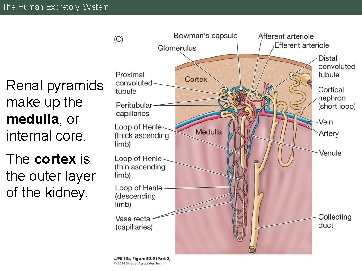 The Human Excretory System Renal pyramids make up the medulla, or internal core. The