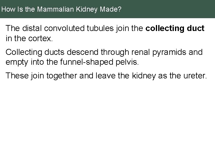 How Is the Mammalian Kidney Made? The distal convoluted tubules join the collecting duct