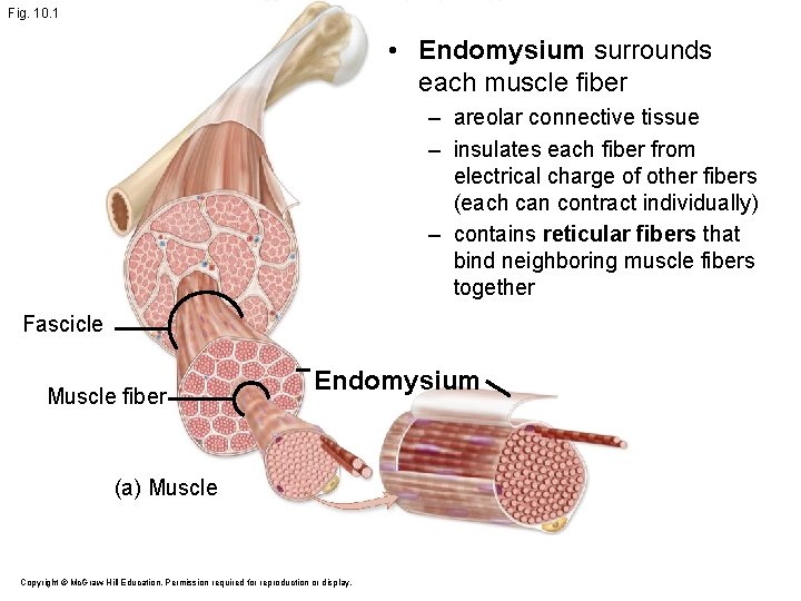 Fig. 10. 1 • Endomysium surrounds each muscle fiber – areolar connective tissue –