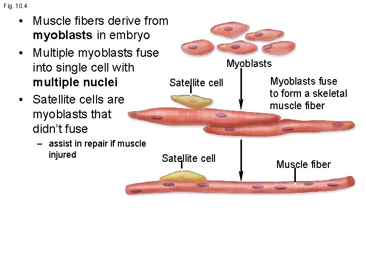 Fig. 10. 4 • Muscle fibers derive from myoblasts in embryo • Multiple myoblasts