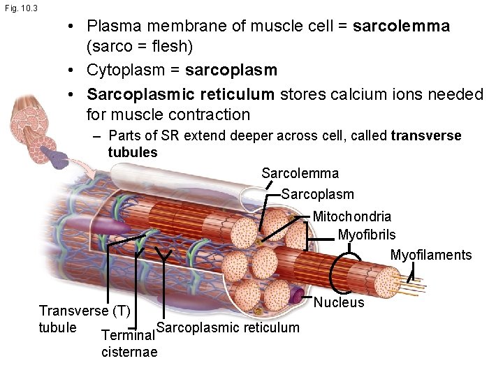 Fig. 10. 3 • Plasma membrane of muscle cell = sarcolemma (sarco = flesh)
