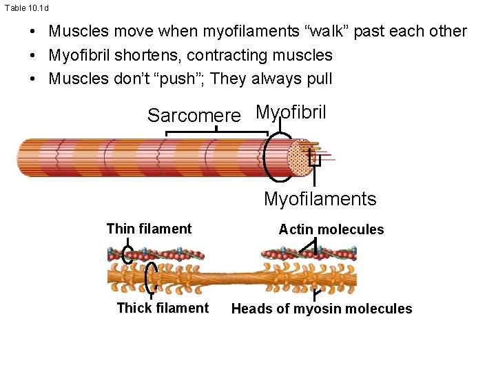 Table 10. 1 d • Muscles move when myofilaments “walk” past each other •