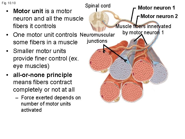Fig. 10 Spinal cord Motor neuron 1 • Motor unit is a motor Motor