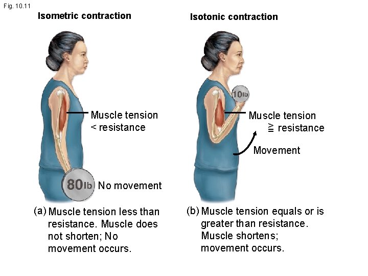 Fig. 10. 11 Isometric contraction Muscle tension < resistance Isotonic contraction Muscle tension >