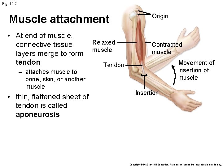 Fig. 10. 2 Muscle attachment Origin • At end of muscle, Relaxed connective tissue