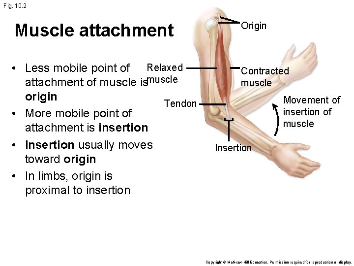 Fig. 10. 2 Muscle attachment Origin • Less mobile point of Relaxed attachment of