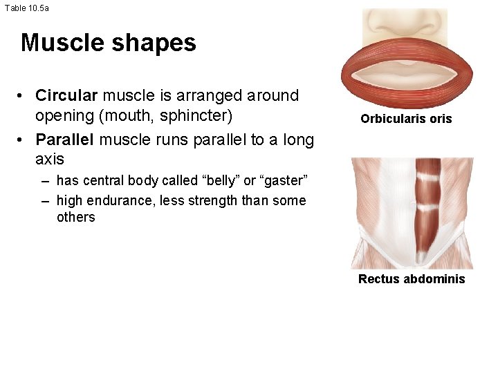 Table 10. 5 a Muscle shapes • Circular muscle is arranged around opening (mouth,