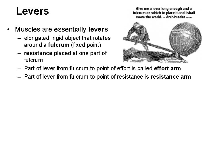 Levers • Muscles are essentially levers – elongated, rigid object that rotates around a