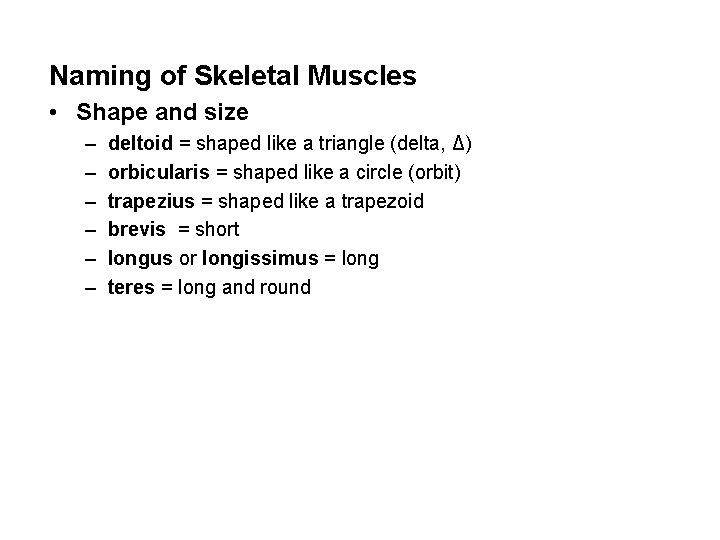 Naming of Skeletal Muscles • Shape and size – – – deltoid = shaped