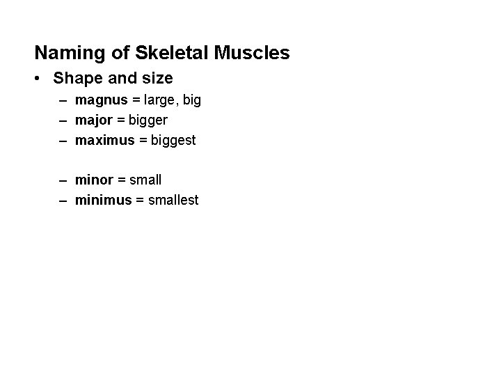 Naming of Skeletal Muscles • Shape and size – magnus = large, big –