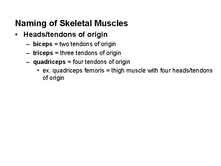 Naming of Skeletal Muscles • Heads/tendons of origin – biceps = two tendons of