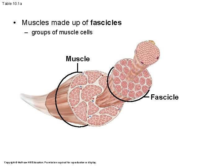 Table 10. 1 a • Muscles made up of fascicles – groups of muscle