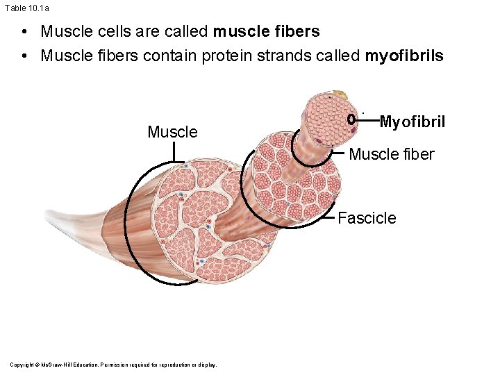 Table 10. 1 a • Muscle cells are called muscle fibers • Muscle fibers